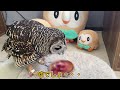 owl and mario kart