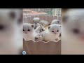 BEST Cat Compilation #1 😻 | WoW So Cute ❤️❤️ Funny cats reaction | Hello Cat #funnycatvideos #catday