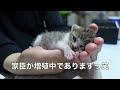 初めての雷に驚いて必死にしがみつく子猫