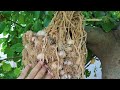 Vlog home vegetables 😍خضروات منزلية