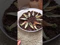 If you’re struggling with propagating you succulents leaves… #plantcare #succulents #planttips