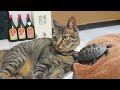 猫と亀の楽しい追いかけっこを見守る動画【Video of cat and skateboard turtle chasing each other】