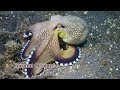 Most Weird Octopus Breeds In World | Wild Whim