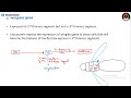 Drosophila Development 04 : Pattern specification 🐝🐝🐝