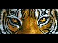 L'OEIL DU TIGRE -   La magnifique musique composée Bill Conti. REMAKE STUDIO MUSIKAMIKE