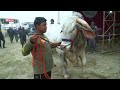 ইতিহাসে নাম লেখেছেন বাংলাদেশ | দেশে এই প্রথম ক্যাটল এক্সপো ২০২৩ | Cattle Expo 2023