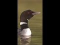 Common Loons Calling