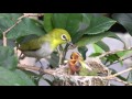 桂花樹上綠繡眼 (2) 餵食與成長 2016.6.20-26 Japanese White-eye eating (2)