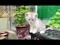 These little kittens are very curious about the outside world.#cat #catshorts #catvideo #kitten#cute