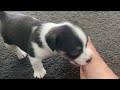 Puppy learning to walk - this is Zagreus (also known as Mo due to his Mohawk)