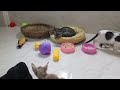 The ULTIMATE Cat and Dog Videos!😹FUNNIEST Pets😹🐕