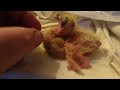 Abandoned Orphan Baby Pigeon Is Still Ugly PART 2