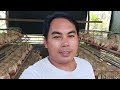 Effective Pamatay / Pantaboy langaw Para sa Malangaw na Poultry at Baboyan..