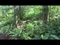 Hidden falls in the Gifford Pinchot National Forest a great waterfall hidden in the forest.