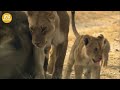 The Lioness Was Seriously Injured While Trying To Hunt And What Happened Next? | Animal Fight