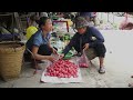 The Help of a Single Father for Trinh - 90 Days Harvesting Eggplant , Bell Fruit  Go to Market Sell