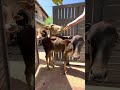feeding cows in Goa