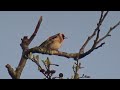 Crow Scares Goldfinches