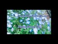 Nemophila plants&flower’s#viral#japan#2024