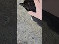 Morgana video