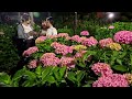 京都府宇治市の三室戸寺でアジサイのライトアップ（2024年6月6日）Hydrangeas illuminated at Mimuroto Temple in Uji, Kyoto Prefecture