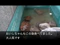 大人亀はごちそうパンを喜ぶか？　室内飼育のお引越し#ニホンイシガメ #亀飼育 #エサ