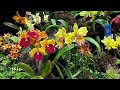 Orchid Jungle 2024: A Journey Through the World of Exotic Orchids - Part 3@Carol-Beauty of Nature.