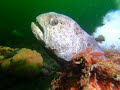 Juvenile Wolf Eel plays peek-a-boo