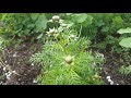 German Chamomile Plant