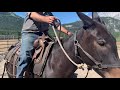 First Packs For Young Mules | First Ride For Lucky