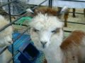 2009-10-26-05NorthernIlAlpacaExtravaganza.wmv