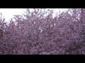 Cherry blossom in the windstorm (FullHD, 50fps) 🌸🍃🌀