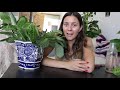 How To Make a Prayer Plant Houseplant More Full! | Maranta Plant Propagation!