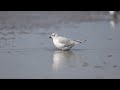 Bonaparte's Gull (Chroicocephalus philadelphia)