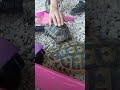 Cute Turtle Live @Croatia