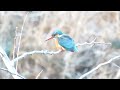 残堀川のカワセミ　2024.01.25　MVI_7400  Kingfisher