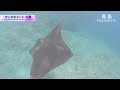 6 dive points where manta rays appear during scuba diving in Ishigaki Island, Okinawa JAPAN.