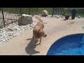 Dog days of Summer: Max's poolside adventure July 4, 2024