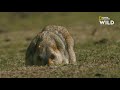 La marmotte de l'Himalaya, habitante des hautes altitudes