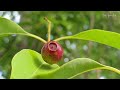 Sandalwood Tree The Most Expensive Tree Costs Hundreds Of Millions Of Rupiah