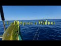 Mahi, Wahoo & Swordfish In The Florida Keys
