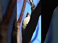 Finally videoed a Red-bellied woodpecker.