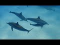 The Ocean Film 4K - Deep Relaxation and Nature Underwater - Video Ultra HD