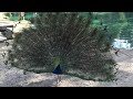 Peacock Display Part 5