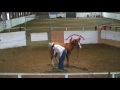 Foal Training