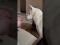 Husky demands bite of owner’s dinner