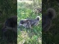 Doggos Swimming😊🐾🏞🌿 Песики в пруду🤗🐾🏞🌄