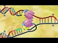 DNA Replication (Urdu Translation)