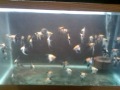 Angelfish Kois