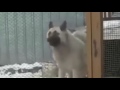 Dog dancing to some Future